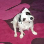 actor dog